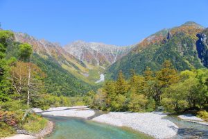 黄金に染まる上高地の黄葉をお見逃しなく