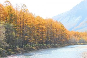 11月を迎え、まだまだ黄金色の上高地