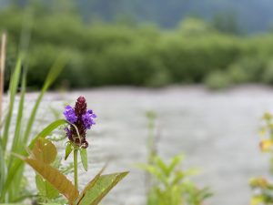 数日来の雨も本日は一休み