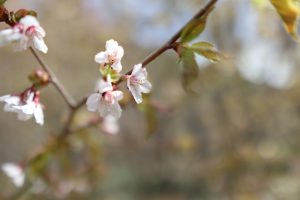 上高地も桜の季節が到来です