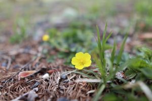 この時期ならではの上高地の魅力