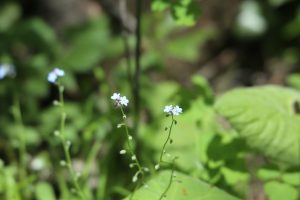 色とりどり　自然に咲く花々の季節です