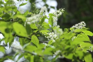 明日・明後日は晴れそうです