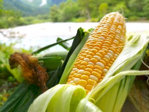 【数量限定】 上高地で夏の旬を味わう！幻のとうもろこし