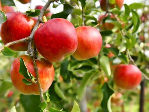 【秋の特別企画 Vol.3】契約農家直仕入れ! 旬の信州りんごを特別価格で！